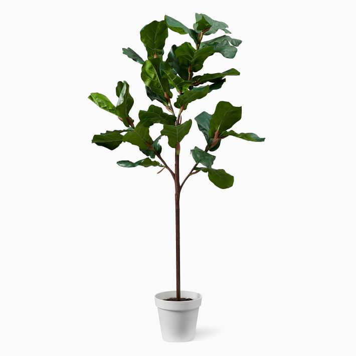 Fiddle Leaf Fig, 5' & Small Fluted Planter Bundle, West Elm