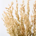 Dried Natural Avena Stems