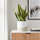 Live Sansevieria Plant w/ Grow Pot - 24"