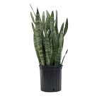 Live Sansevieria Plant w/ Grow Pot - 24"