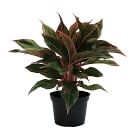 Live Aglaonema Plant w/ Grow Pot - 14"