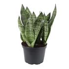 Live Sanseviera Plant w/ Grow Pot - 12"