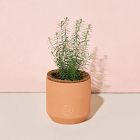 Modern Sprout Tiny Terracotta Grow Kits - Flowers