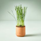 Modern Sprout Tiny Terracotta Grow Kits - Greens