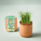 Modern Sprout Tiny Terracotta Grow Kits - Greens