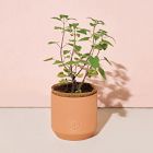 Modern Sprout Tiny Terracotta Grow Kits - Greens