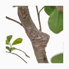 Faux Potted Aralia Tree