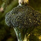 Glass Veggie Ornaments