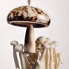 Ceramic Mushroom Ornaments