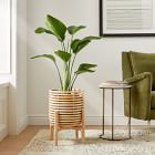 Live Bird Of Paradise Plant w/ Grow Pot
