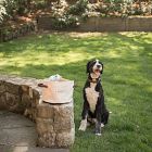 Steele Canvas Dog Toy Basket