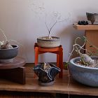 Palla Multipurpose Plant Stand