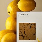 West Elm Homescent Single Wick Candle - Citrus Pine