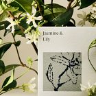 West Elm Homescent Collection - Jasmine &amp; Lily