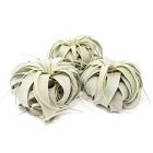 Live Tillandsia Xerographica Air Plants &amp; Xerographica Seedling Pack