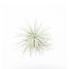 Live Tillandsia Tectorum Air Plant
