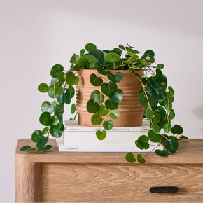 Faux Potted Trailing Leaf Plant, 25'', West Elm