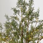 Pre-Lit Faux Potted Juniper Tabletop Tree