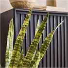 Faux Potted Snake Plant