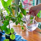 Modern Sprout Glass Watering Can