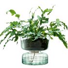 Canopy Glass Self-Watering Planter