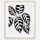 Living Pattern Framed Print - Calathea Leopardina