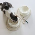 Catenary Halo Ivory Pet Bowl