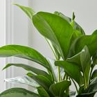 Live Aglaonema Plant w/ Grow Pot - 24"