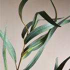 Faux Long Leaf Eucalyptus Branch