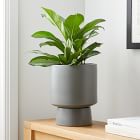 Live Aglaonema Plant w/ Grow Pot - 24"