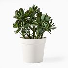 Faux Potted Jade Plant