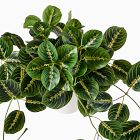 Faux Potted Herringbone Maranta Plant