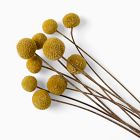 Dried Craspedia Stems (Set of 10)