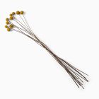 Dried Craspedia Stems (Set of 10)