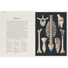 Anatomicum