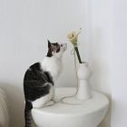 Catenary Flora Cat Teaser Wand Toy