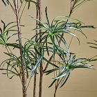 Faux Potted Australian Bottleneck Tree