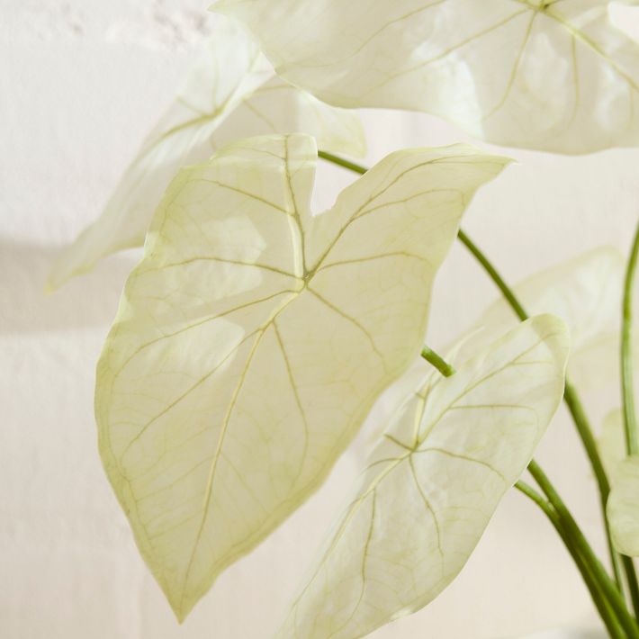 Potted Dasheen Leaf Plant, Light Green & Wavy Ceramic Large Tabletop Planter, Alabaster, West Elm