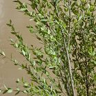 Faux Potted Grass Tree