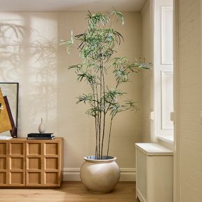 Faux Potted Australian Bottleneck Tree | West Elm
