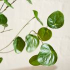 Faux Potted Caudex Plant