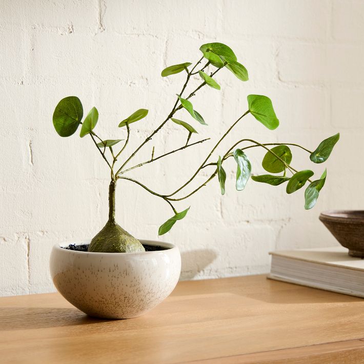 Faux Potted Caudex Plant | West Elm