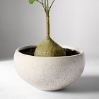 Faux Potted Caudex Plant