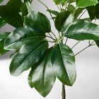 Faux Potted Tropical Tree