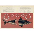 Animalium