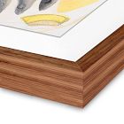 Conservas Framed Wall Art by Kim Whiteside