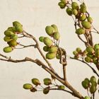 Faux Kiwi Pod Branch