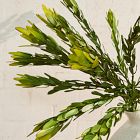 Faux Leucadendron Bundle