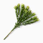 Faux Leucadendron Bundle