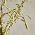 Faux Magic Bells Stem